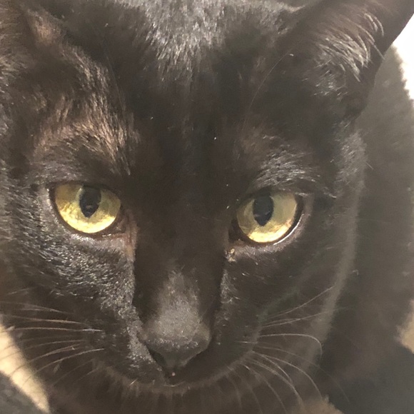 Meet your Posher, Bailey - Picture 1 of 1